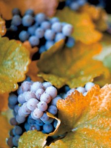 Washington State University