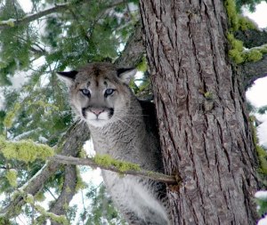 Cougar – Washington Department of Fish & Wildlife